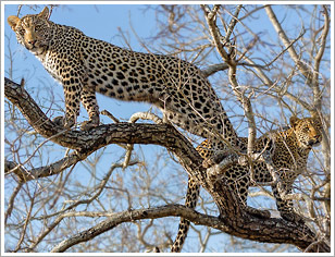 Leoparden im Serengeti National Park in Tansania