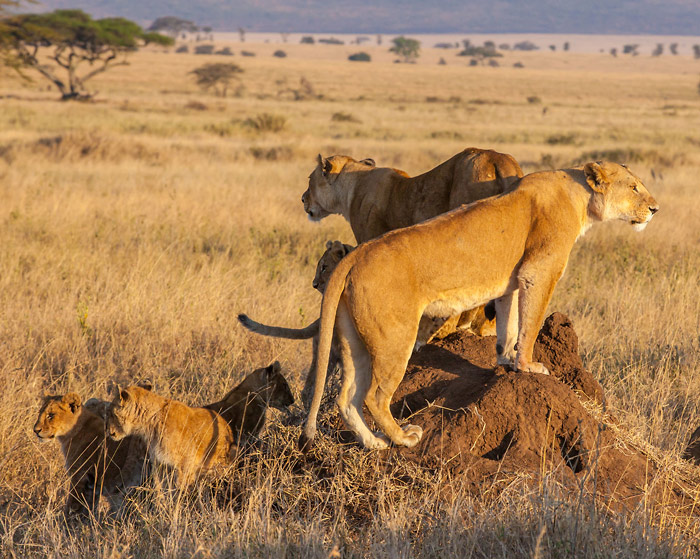 Serengeti Darf Nicht Sterben [1959]