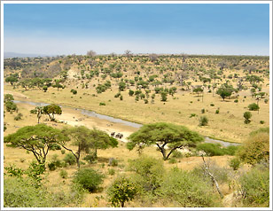 Tarangire Nationalpark Tansania